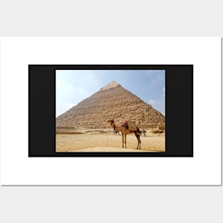 Egypt camel in front of Pyramid Posters and Art